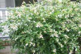 Abelia