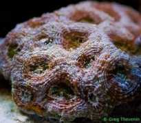 Acan