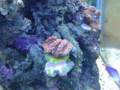 Acan