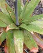 Aloes