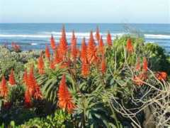 Aloes