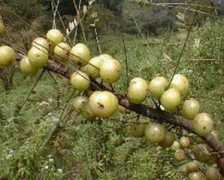 Amla