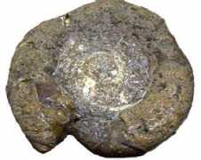 Ammonite