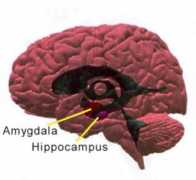 Amygdala