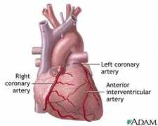 Anterior