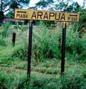 Arapua