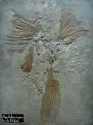 Archaeopteryx