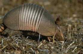 Armadillos