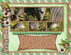 Armadillos