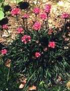 Armeria