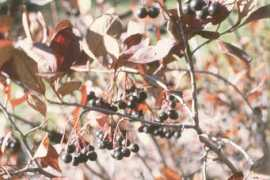 Aronia