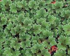 Azolla