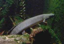 Bichir