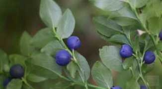 Bilberry