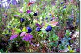 Bilberry