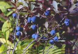 Bilberry