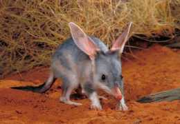 Bilby