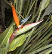 Birdofparadise