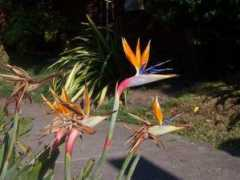 Birdofparadise