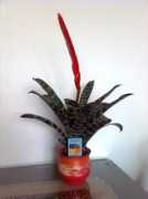 Bromelia