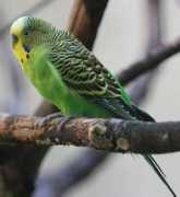 Budgerigar