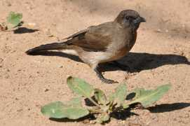 Bulbul