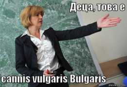 Bulgaris