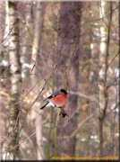 Bullfinch