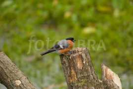 Bullfinch