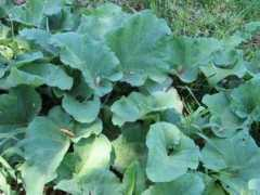 Burdock