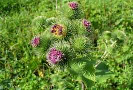 Burdock