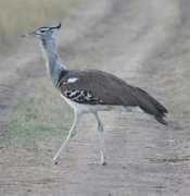 Bustard