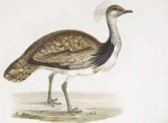 Bustard