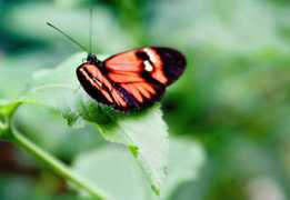 Butterly