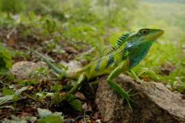 Calotes