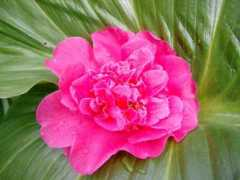 Camellia