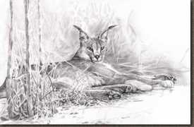 Caracal