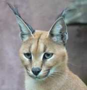 Caracal