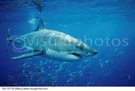 Carcharodon