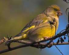 Carduelis