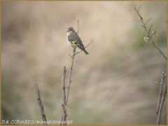 Carduelis