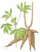 Cassava