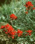 Castilleja