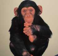 Chimp