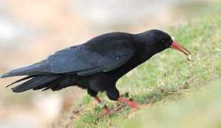 Chough