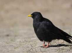 Chough