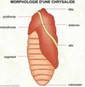 Chrysalide