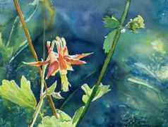 Columbine