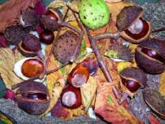 Conkers