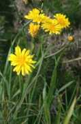 Crepis